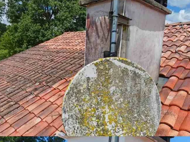 Lichens et algues installés autour d'une souche de cheminée sur toiture landaise
